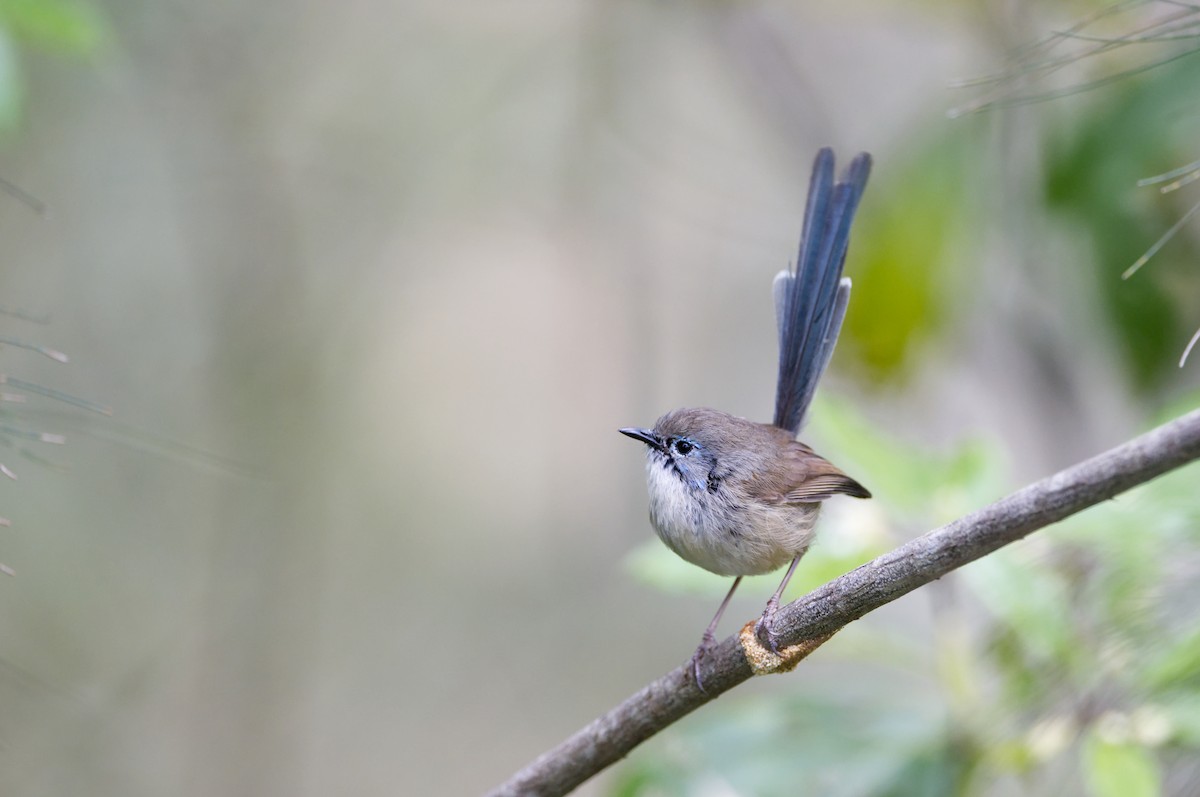 Variegated Fairywren - ML622906099