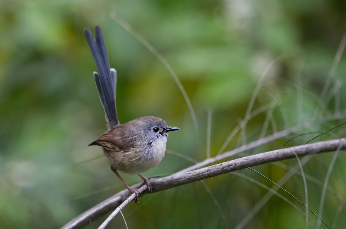 Variegated Fairywren - ML622906101