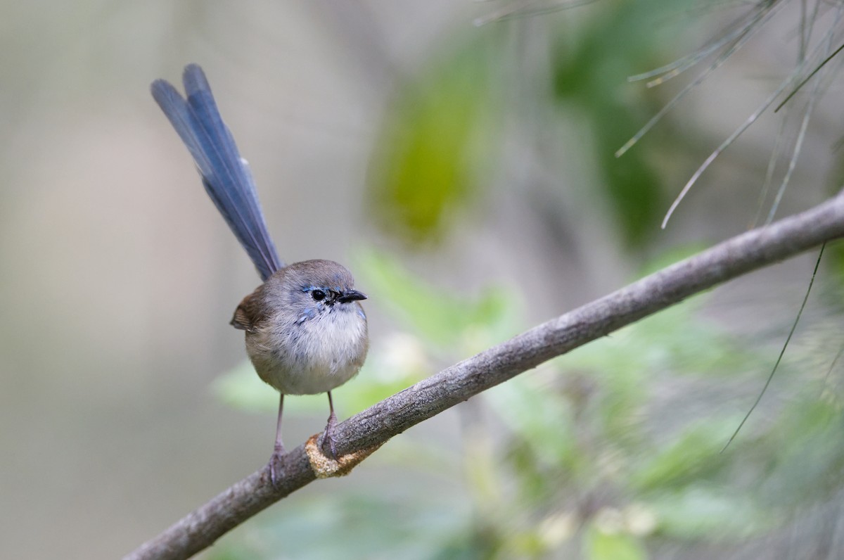 Variegated Fairywren - ML622906102