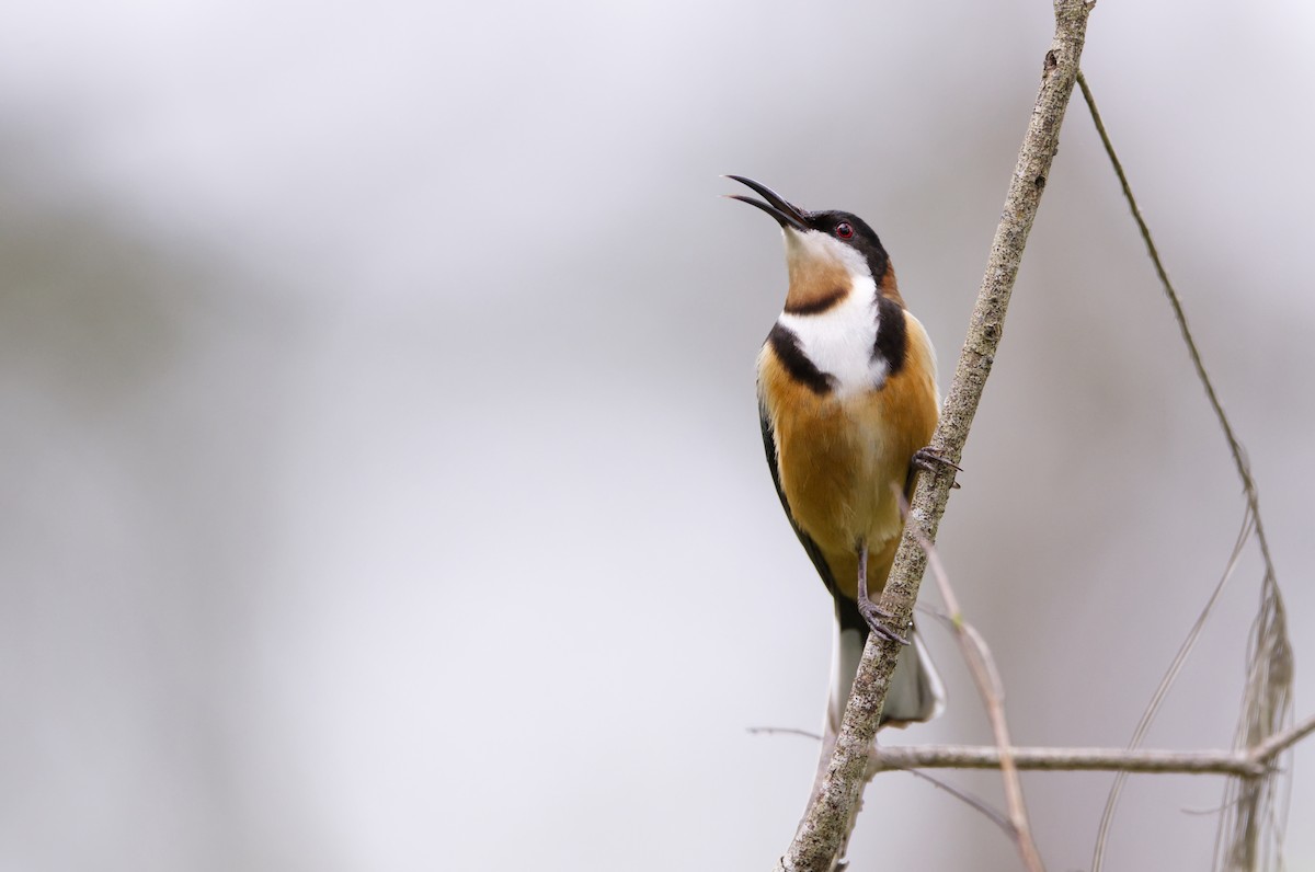 Eastern Spinebill - ML622906111