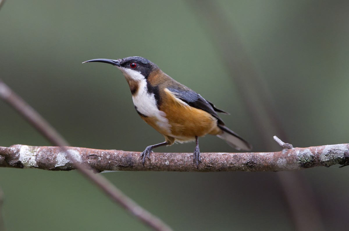 Eastern Spinebill - ML622906112