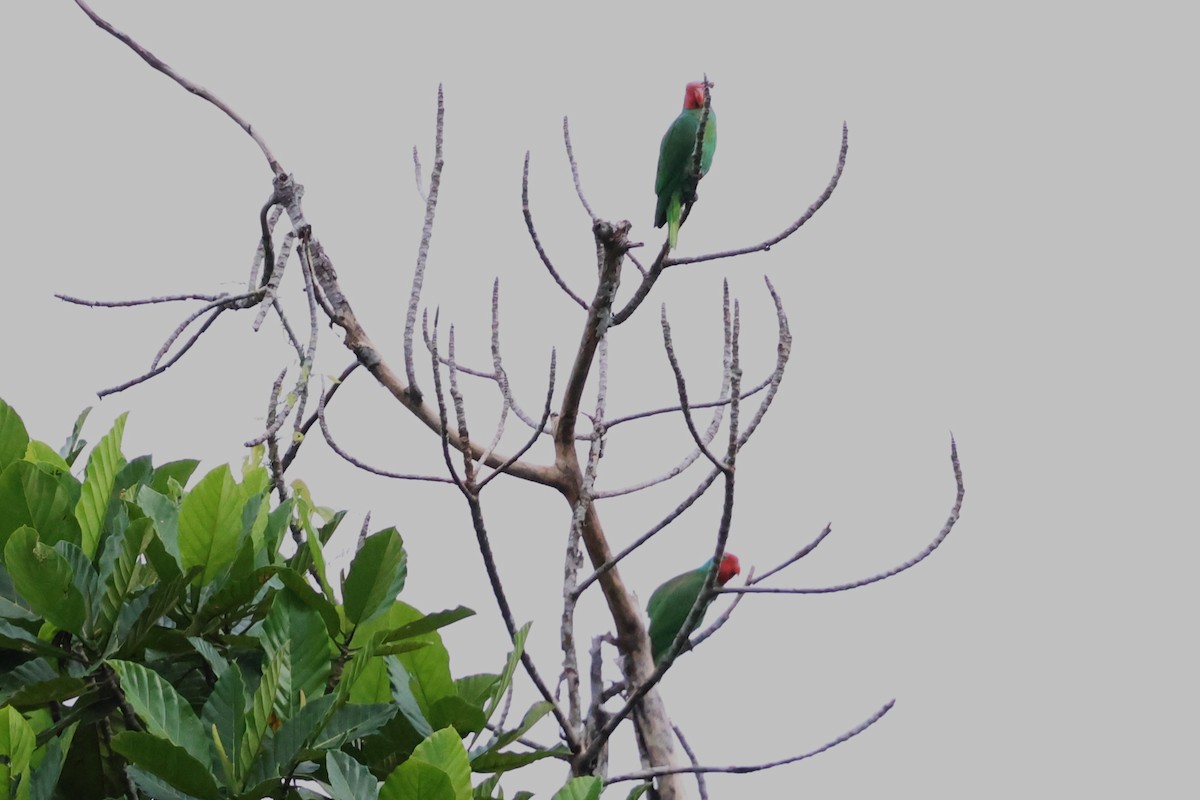 Red-cheeked Parrot - ML622906118