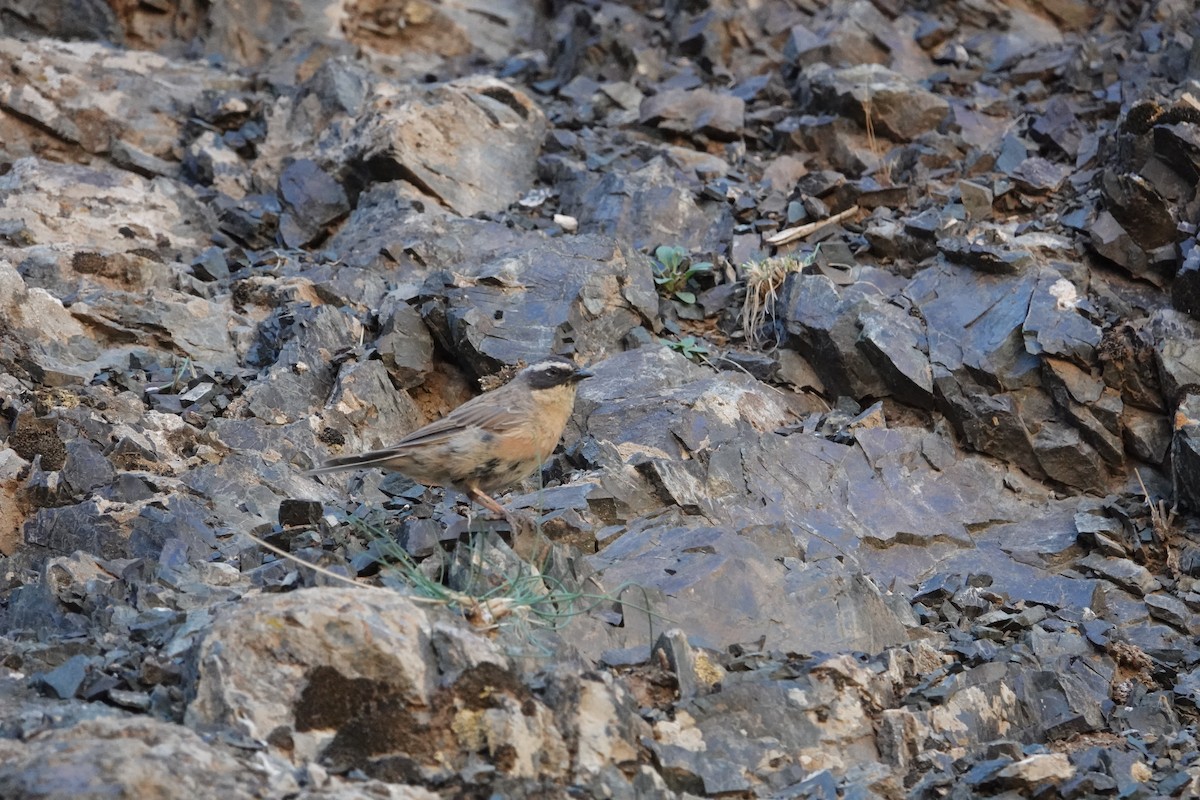 Brown Accentor - ML622906120