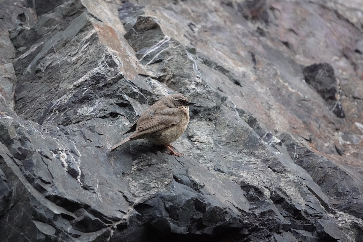 Brown Accentor - ML622906211