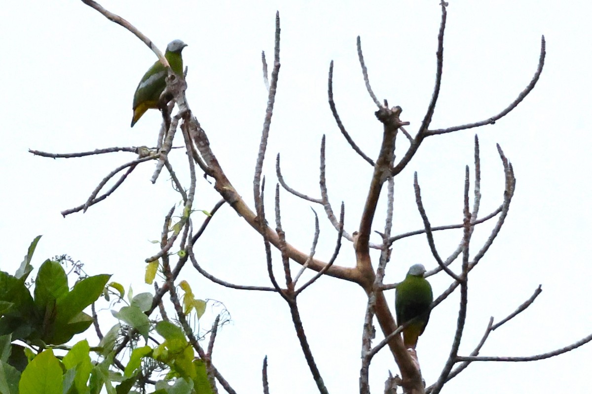 Gray-headed Fruit-Dove - Mei-Luan Wang