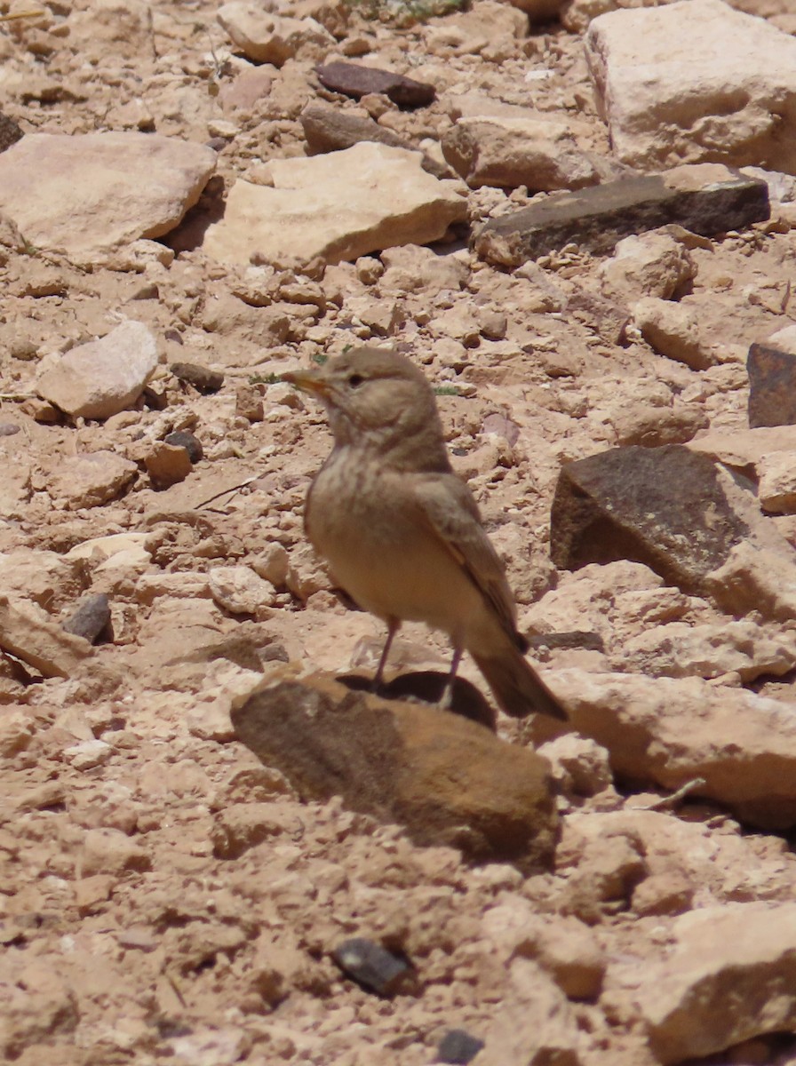 Desert Lark - ML622906277