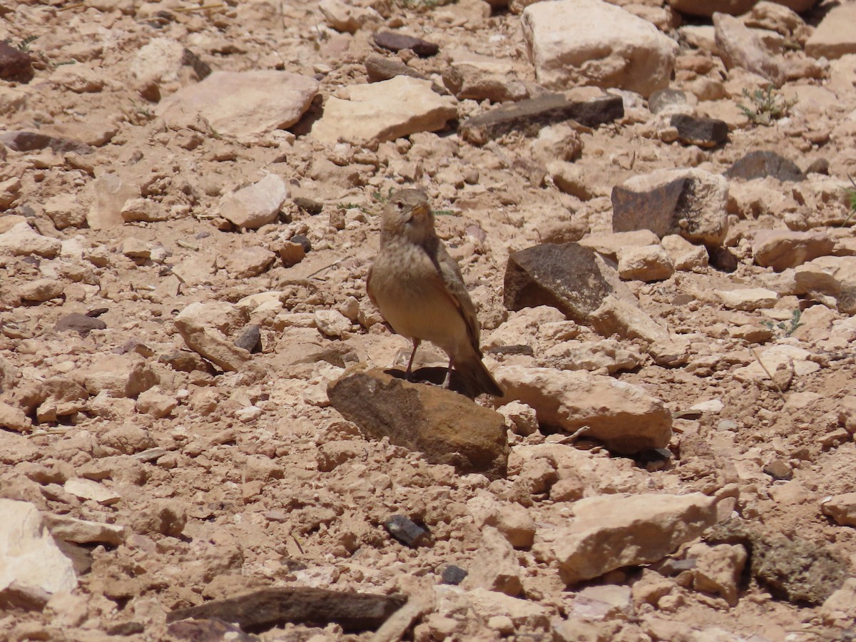 Desert Lark - ML622906278