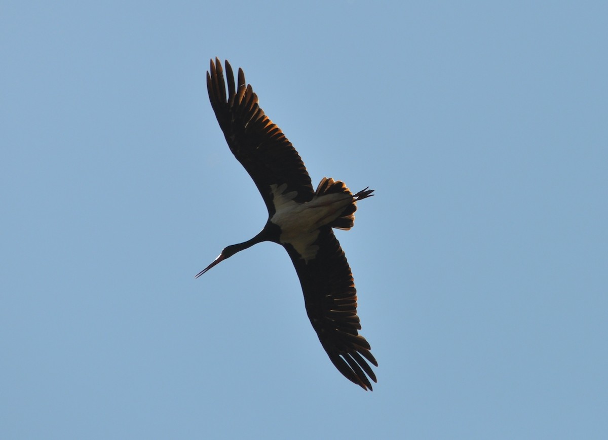Black Stork - ML622906286