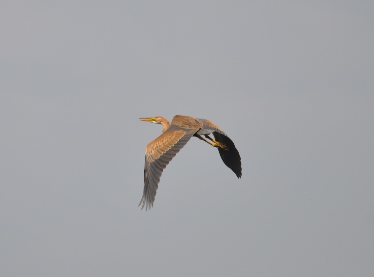 Purple Heron - ML622906288