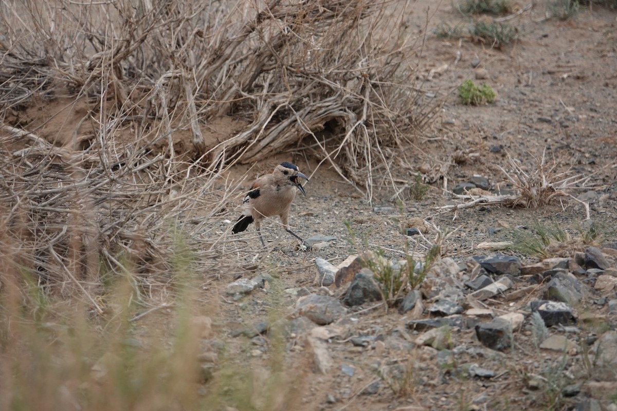 Mongolian Ground-Jay - ML622906315