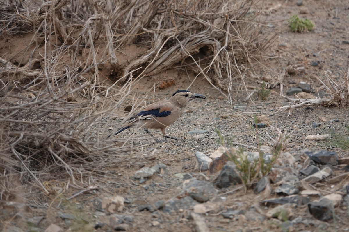 Mongolian Ground-Jay - David Hancock