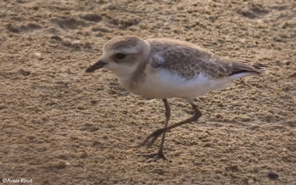 Tibetan Sand-Plover - ML622906330