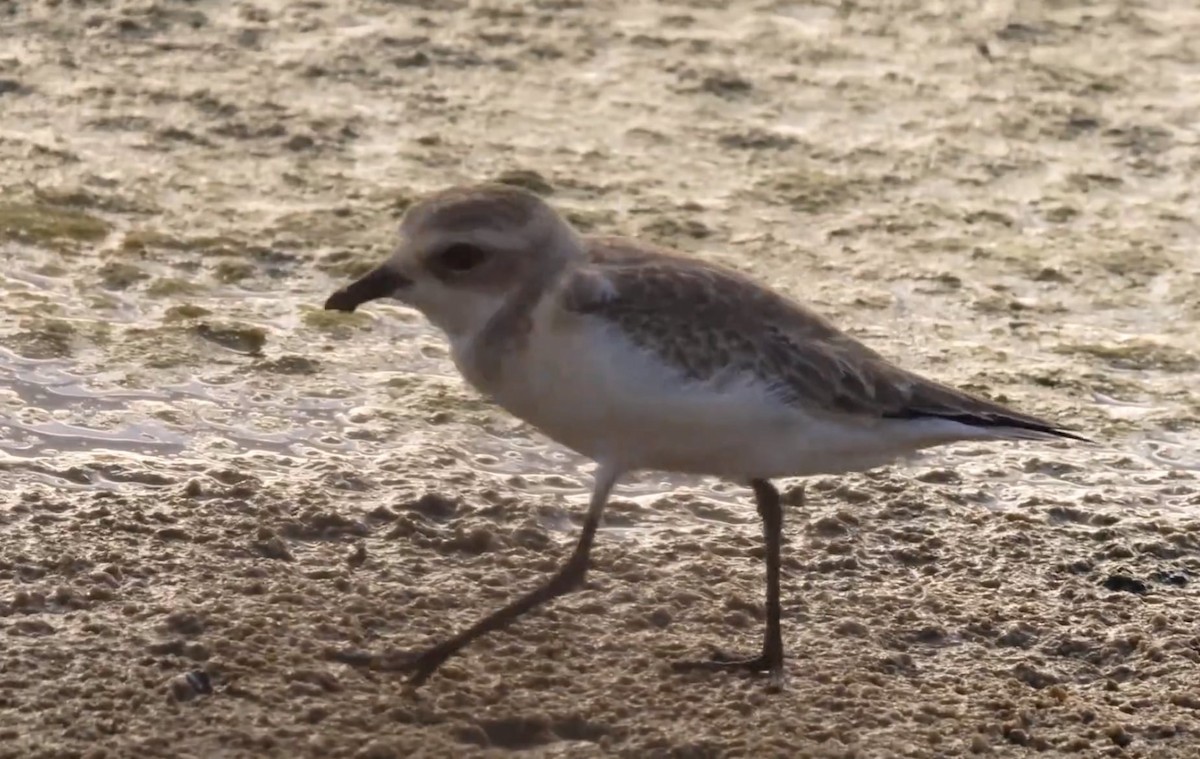 Tibetan Sand-Plover - ML622906331