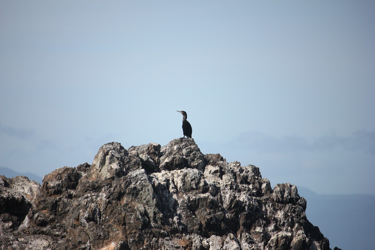 Little Black Cormorant - ML622906336