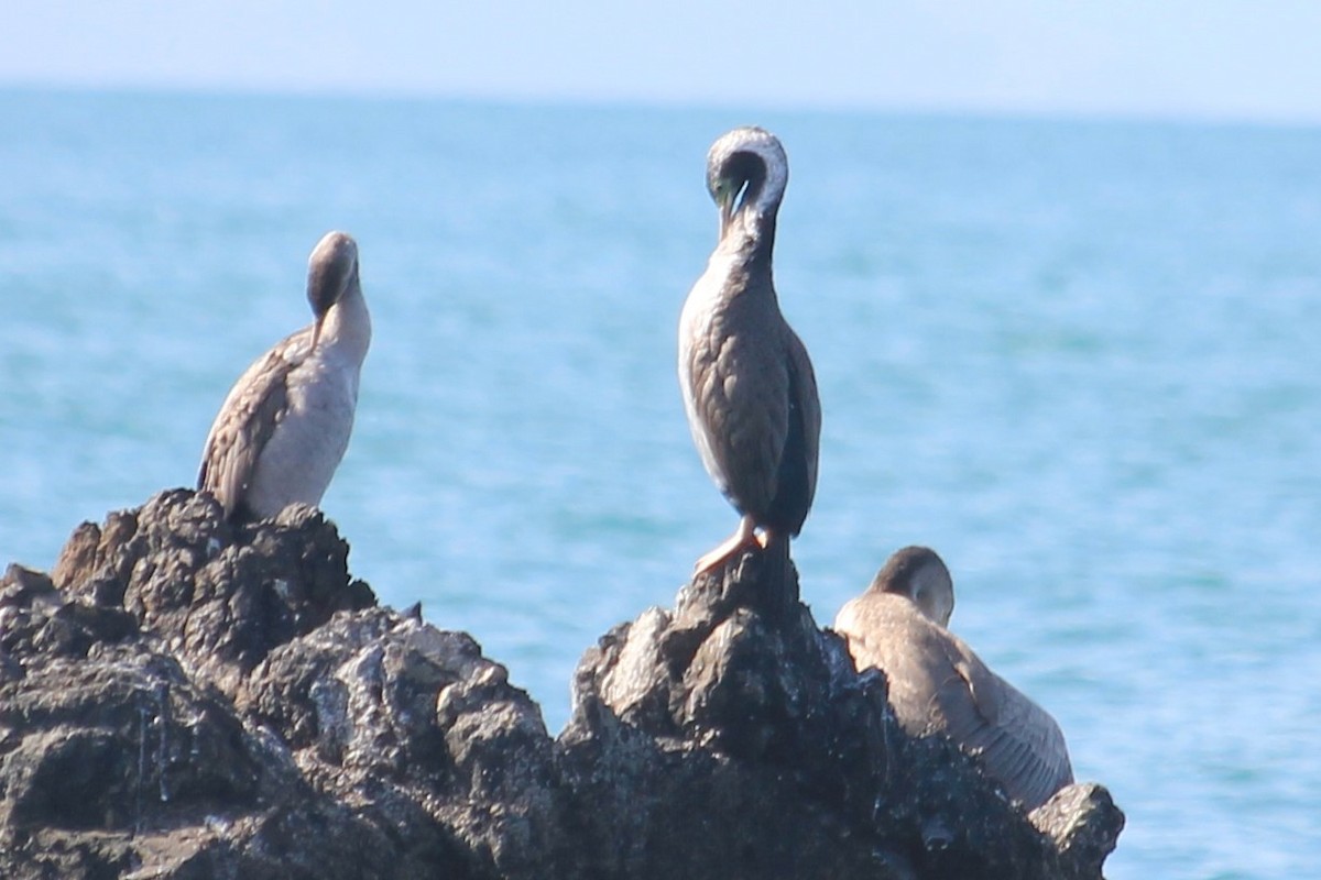 Spotted Shag - ML622906346