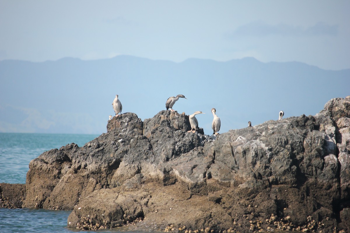 Spotted Shag - ML622906347