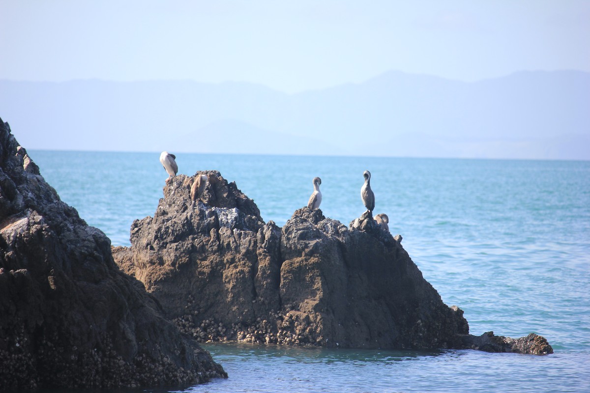 Spotted Shag - ML622906348