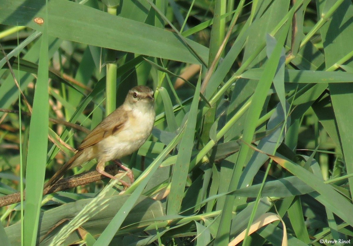 Cannaiola di Jerdon - ML622906351