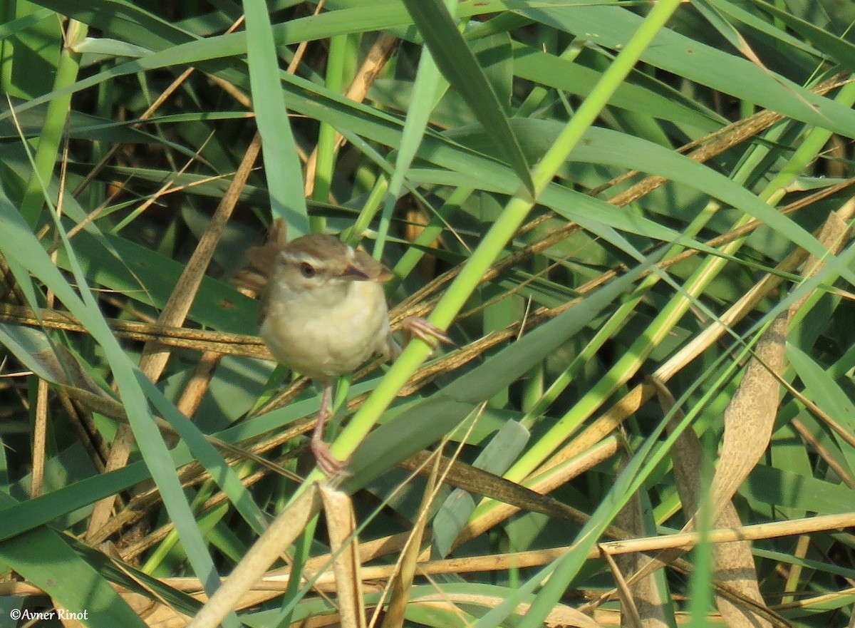 Paddyfield Warbler - Avner Rinot