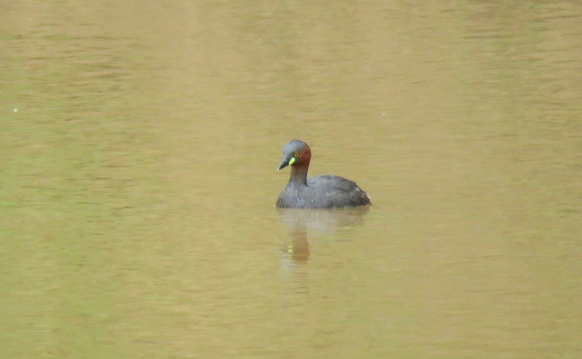 Little Grebe - Deepa Mohan