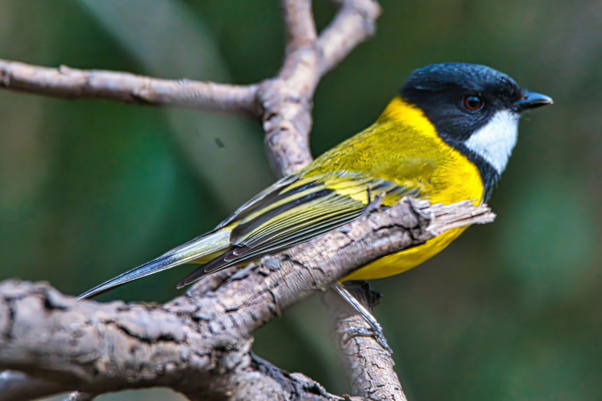 Golden Whistler - Alfons  Lawen