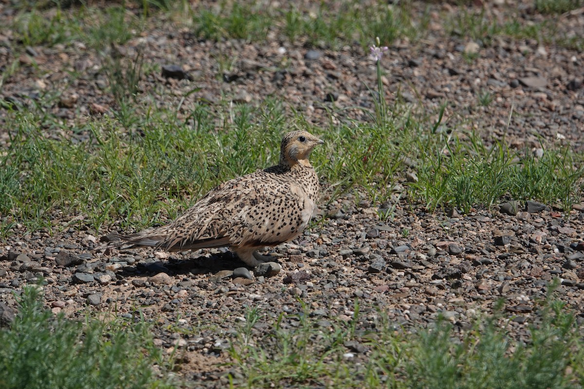 Pallas's Sandgrouse - ML622906365