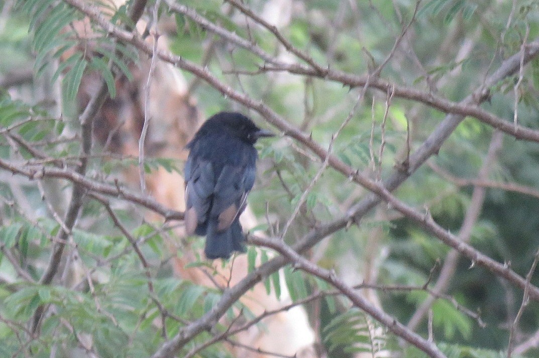 Black Drongo - Deepa Mohan