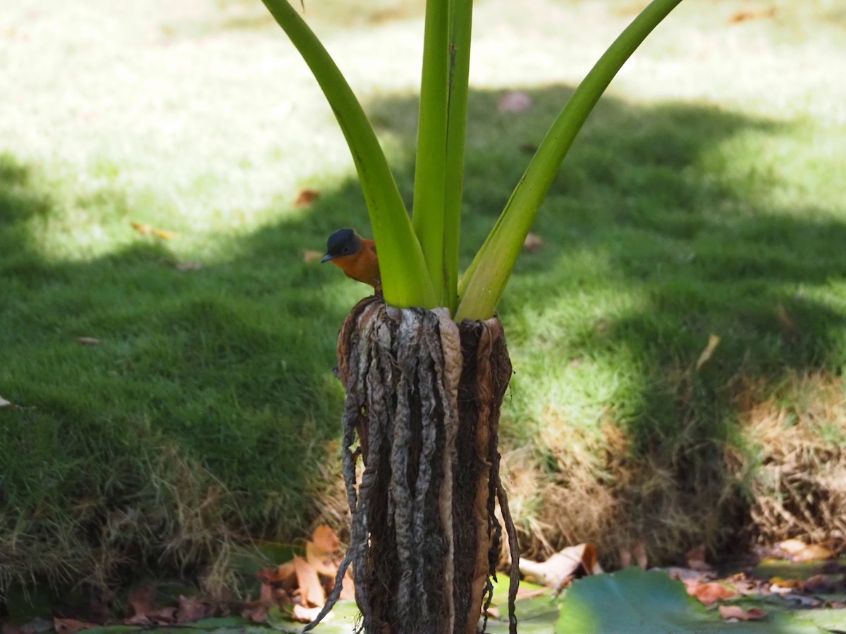 Malagasy Paradise-Flycatcher - Adelina Mbise