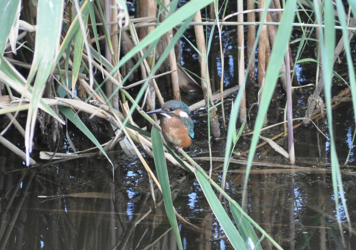 Common Kingfisher - ML622906429