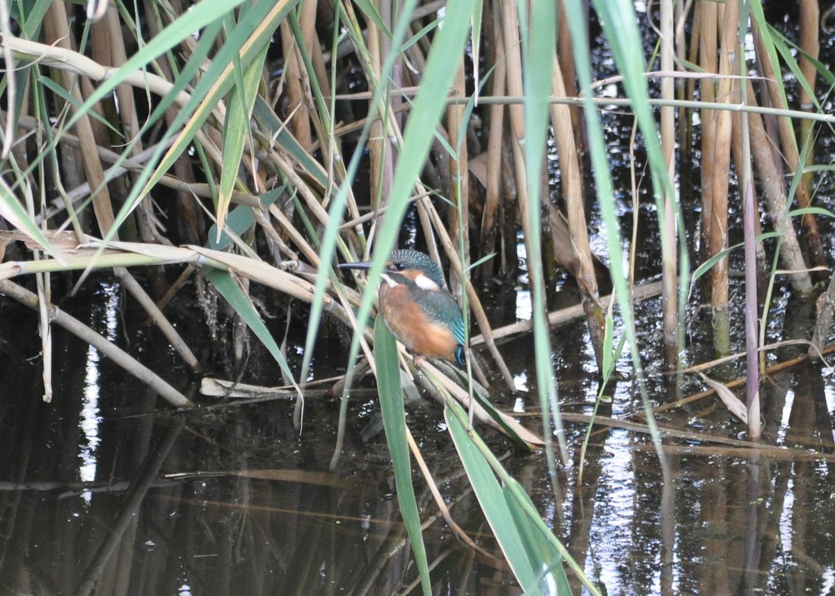 Common Kingfisher - ML622906430