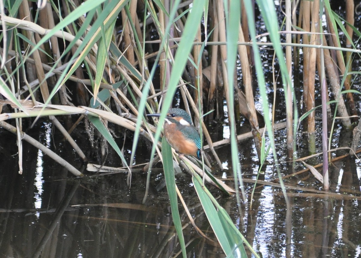 Common Kingfisher - Victor Sitnic