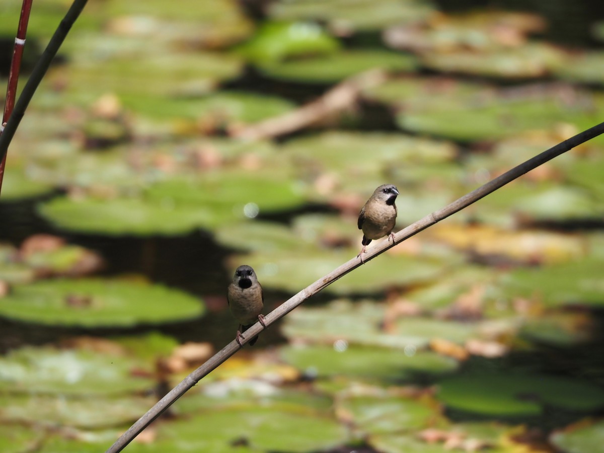 Madagascar Munia - ML622906441