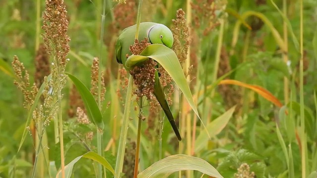 Rose-ringed Parakeet - ML622906479