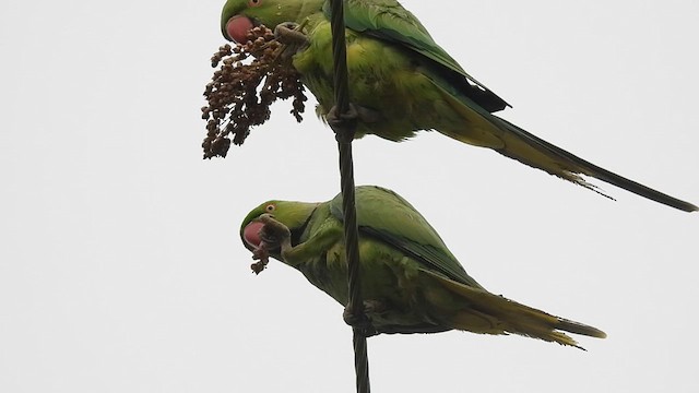 Rose-ringed Parakeet - ML622906484