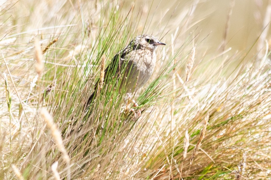 Paramo Pipit - ML622906497