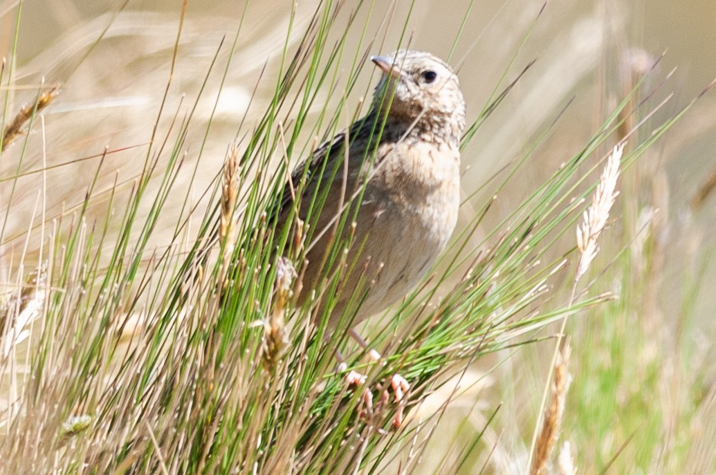 Paramo Pipit - ML622906498