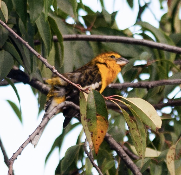 Golden Grosbeak - ML622906502