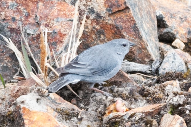 Plumbeous Sierra Finch - ML622906503