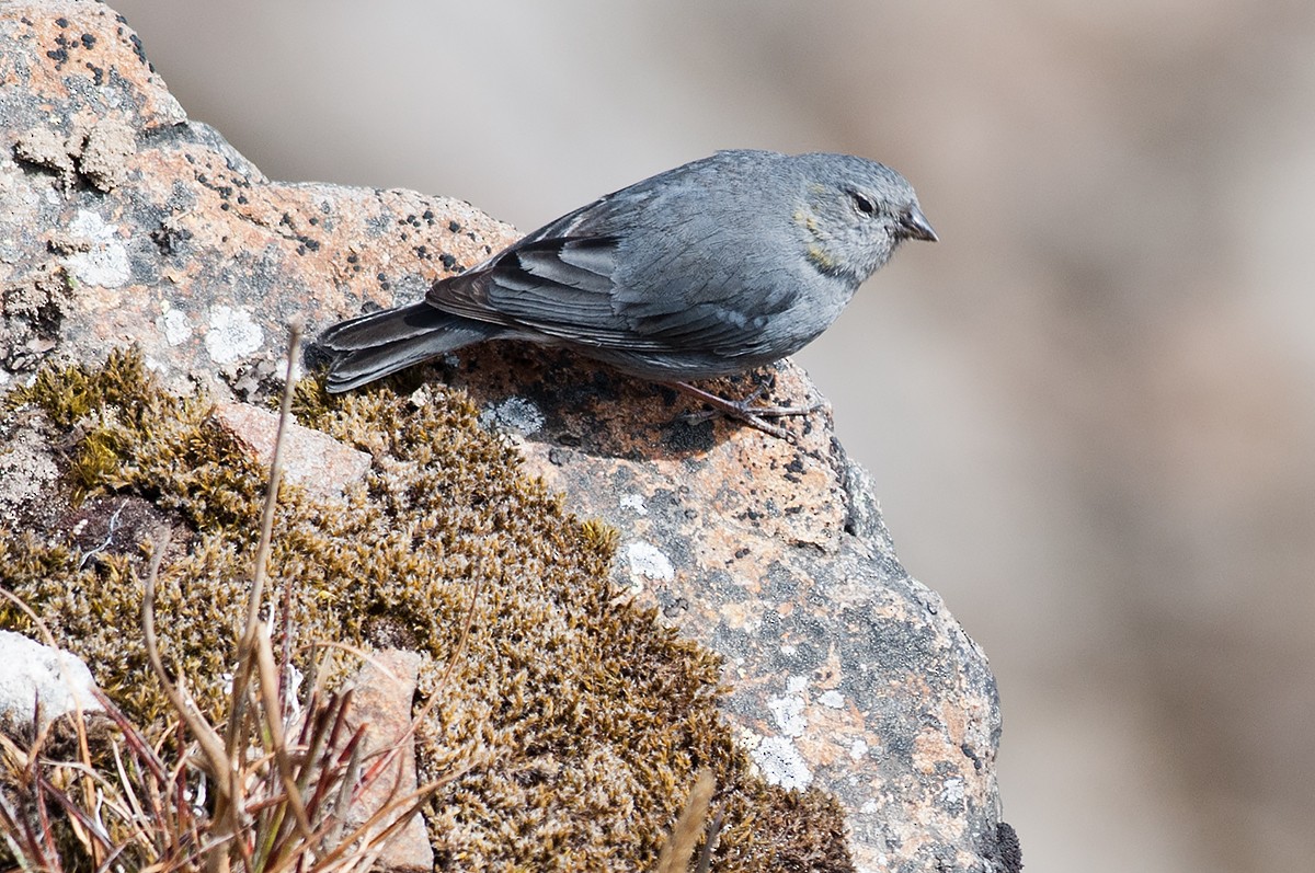 Plumbeous Sierra Finch - ML622906504