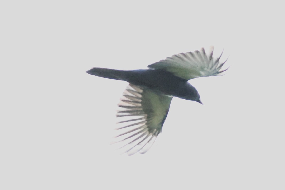 Halmahera Paradise-crow - ML622906523