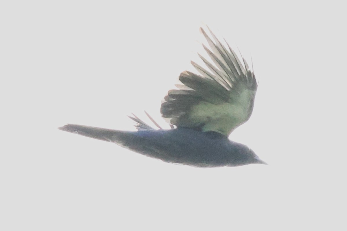 Halmahera Paradise-crow - ML622906526