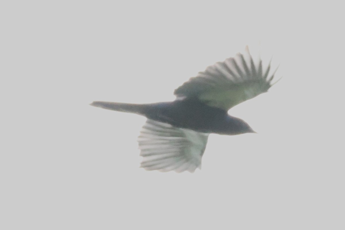 Halmahera Paradise-crow - ML622906527