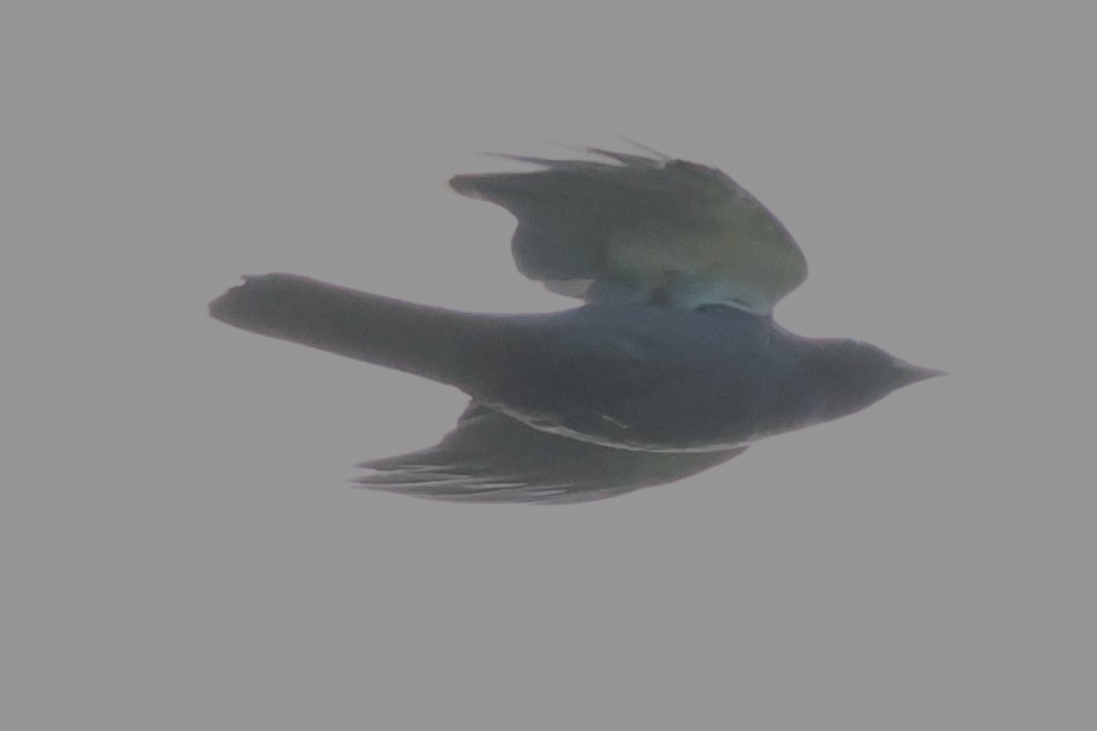 Halmahera Paradise-crow - ML622906531