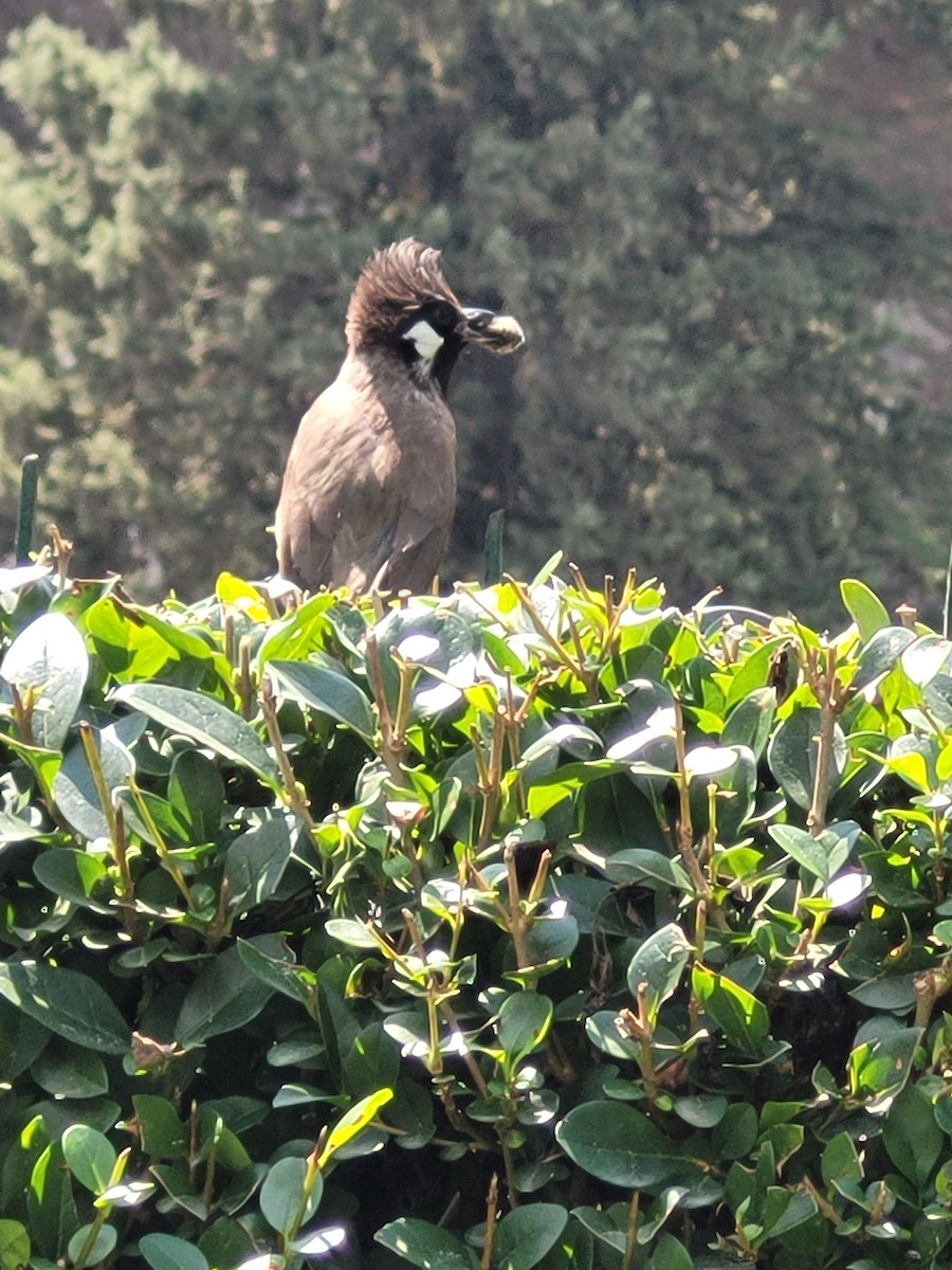 Himalayan Bulbul - ML622906561