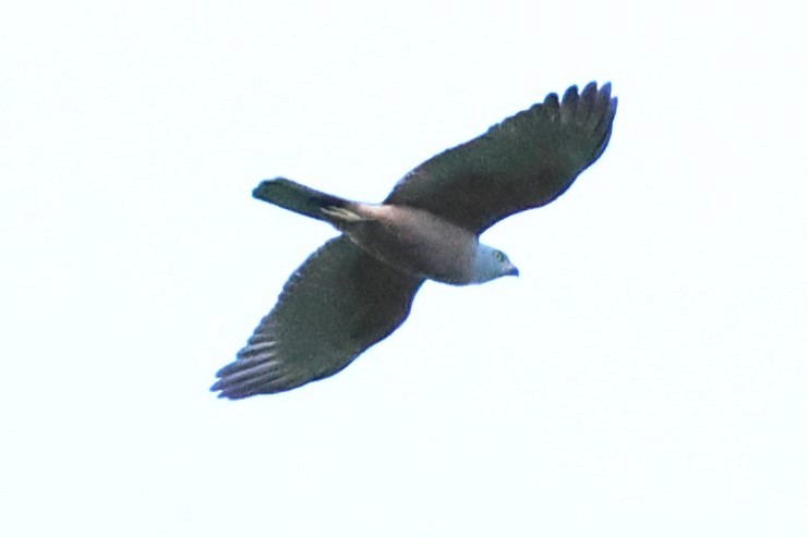 Variable Goshawk - ML622906603