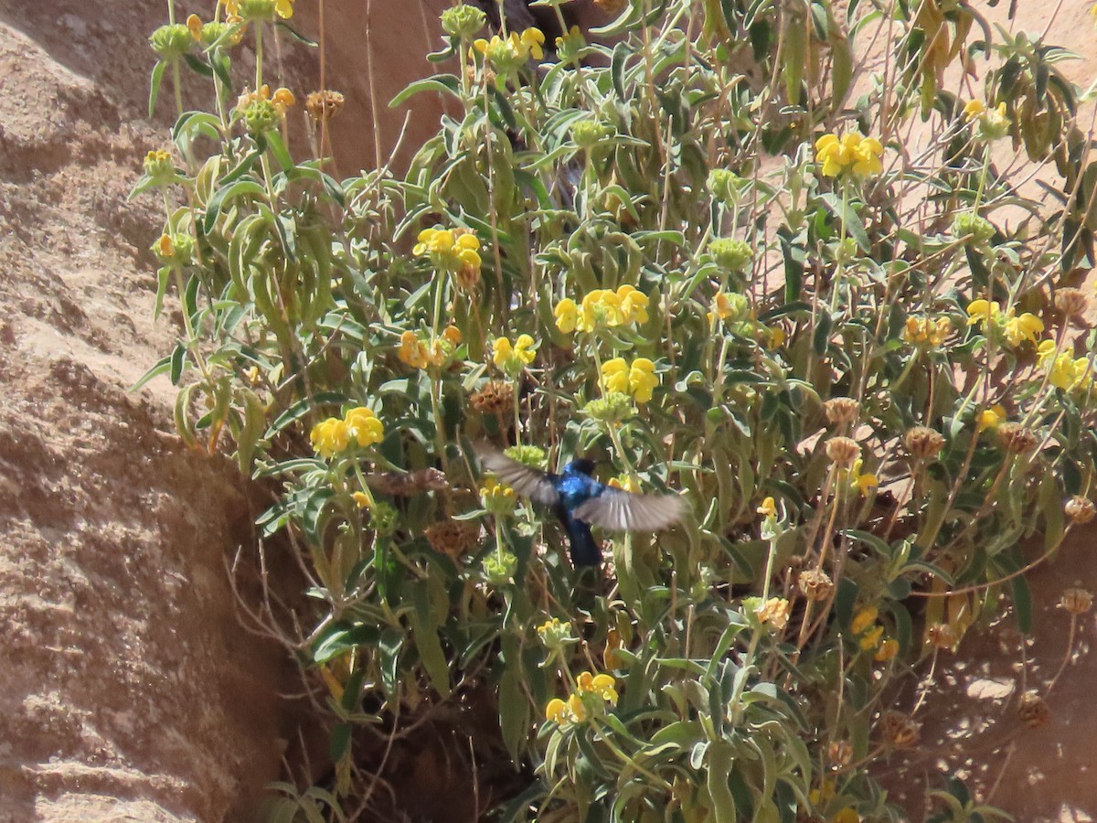 Palestine Sunbird - ML622906721