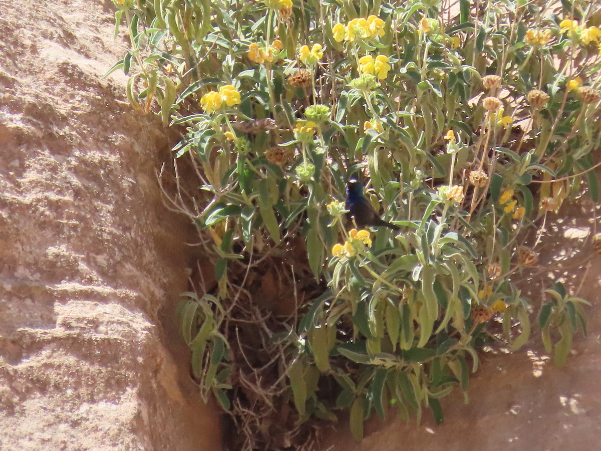 Palestine Sunbird - ML622906722