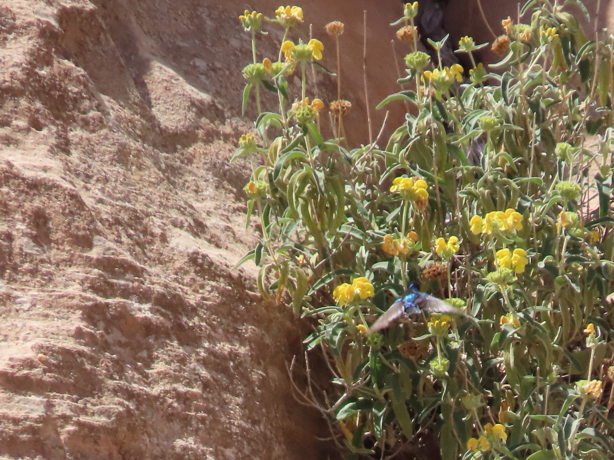 Palestine Sunbird - ML622906723