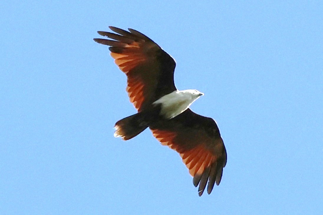 Brahminy Kite - ML622906745