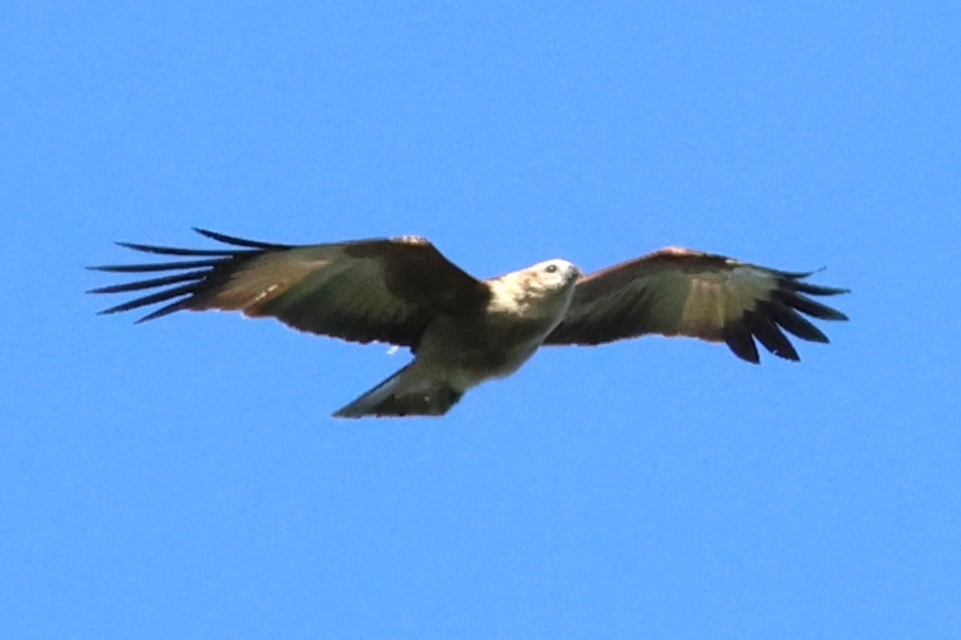 Brahminy Kite - ML622906746